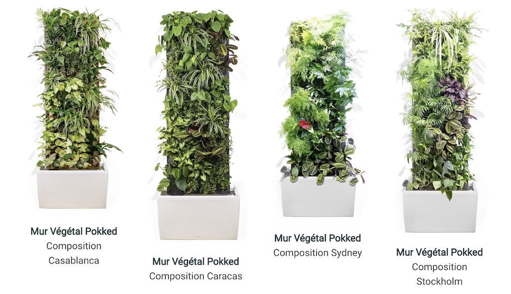 Mur Vegetal Pokked
